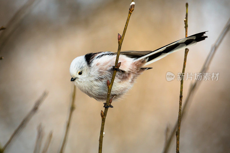 长尾山雀(Aegithalos caudatus尾)